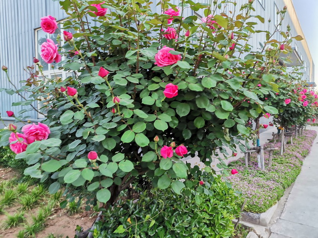 开云机械院内鲜花开放